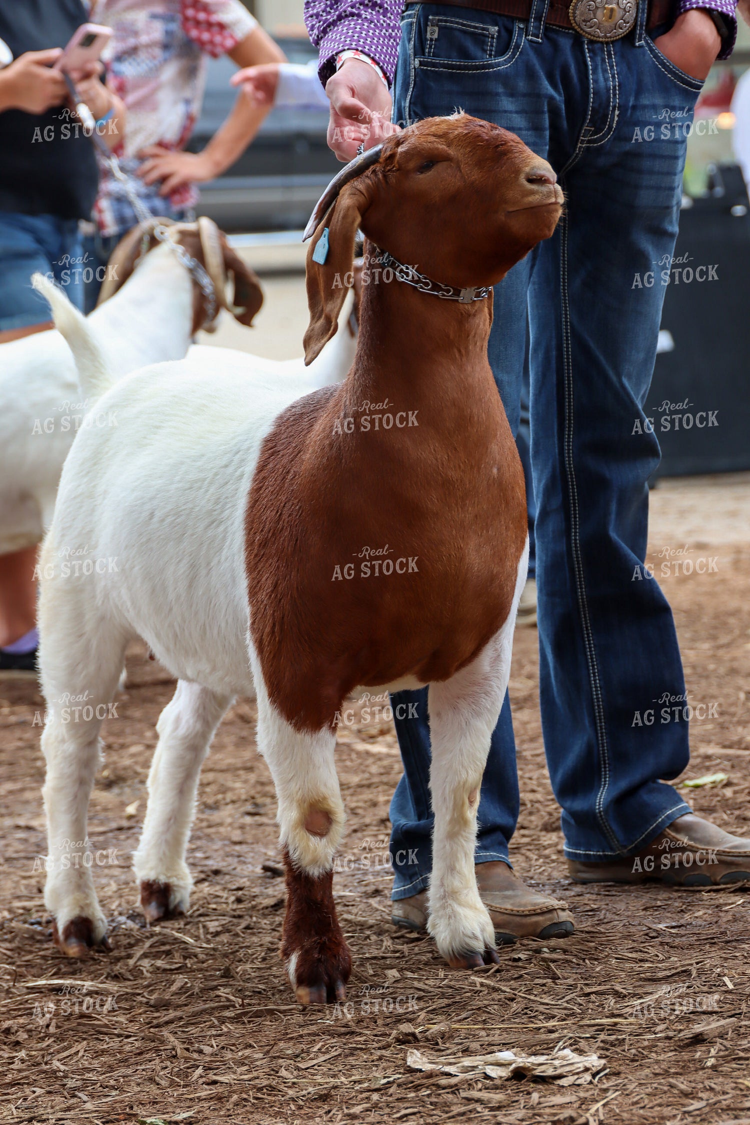 Showing Goats 52235
