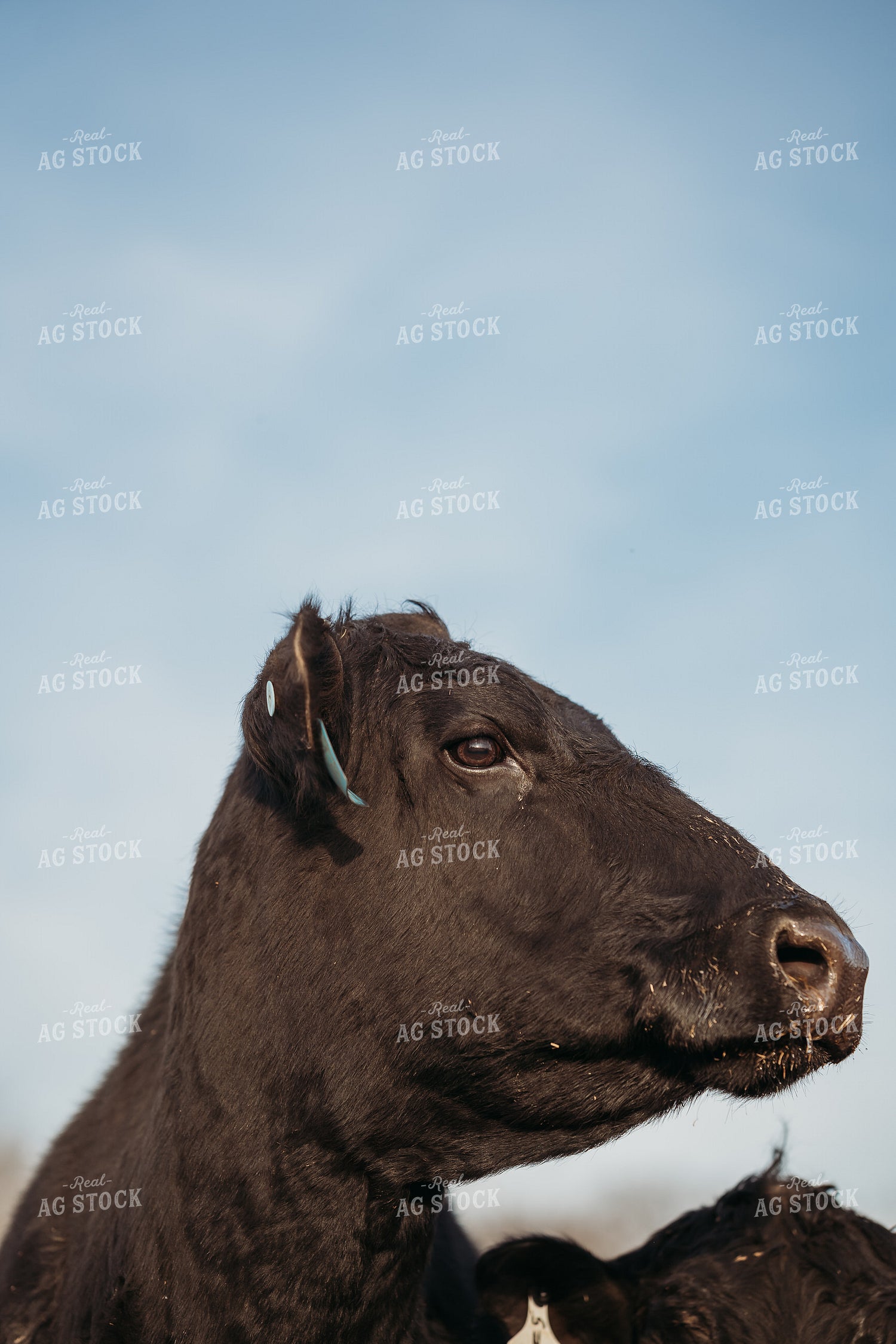 Black Angus Close Up 196244