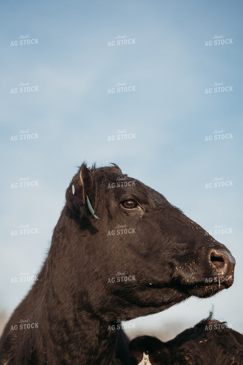 Black Angus Close Up 196244