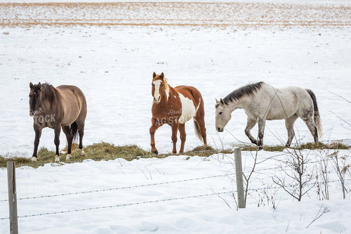 Horses in Snowy Pasture 138056
