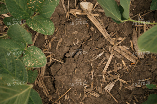 Dry Soil in Soybean Field 25990