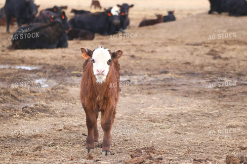 Angus Calf 82191