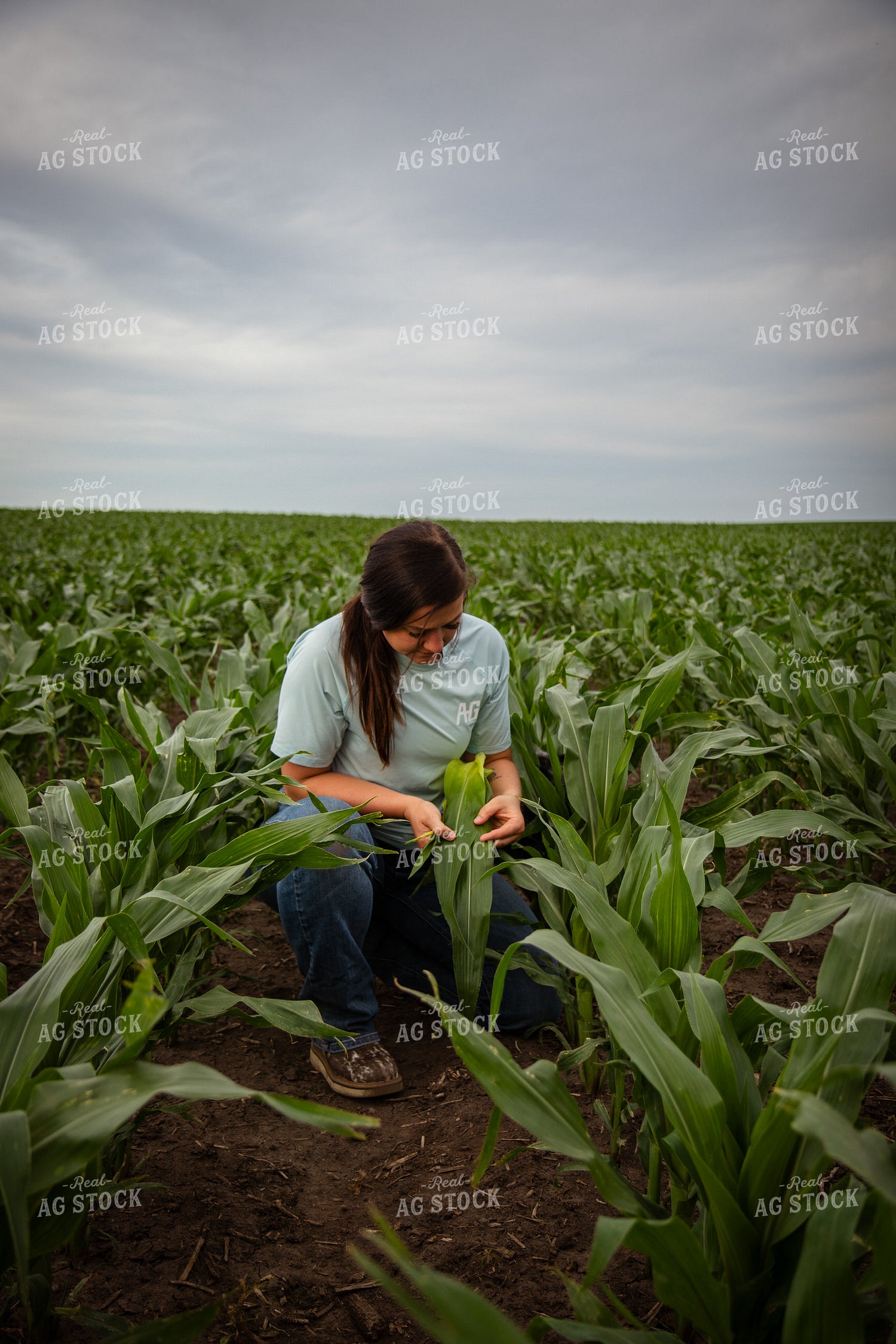Female Farmer Checking Corn 67782