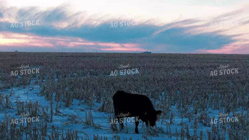 Cattle Grazing on Snow Covered Corn Field 239130