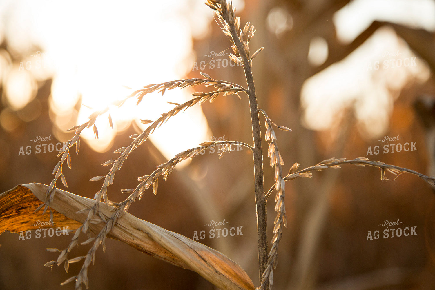 Dried Corn Tassel 93039