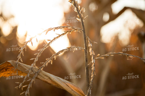 Dried Corn Tassel 93039