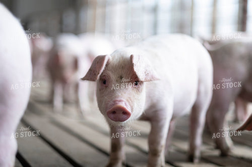 Piglet 250165