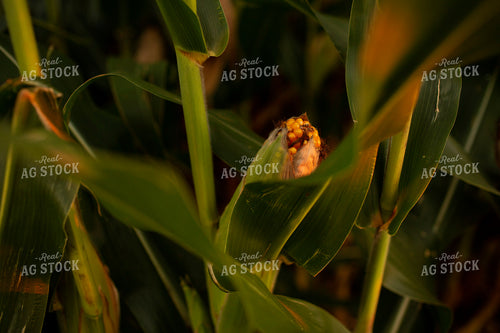 Corn - Mid-Season 2334