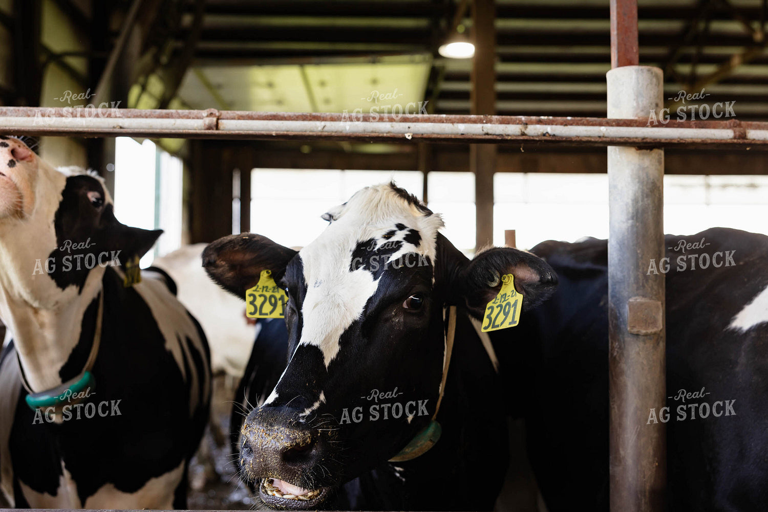 Holstein Cattle in Open Air Barn 152275