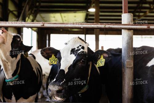 Holstein Cattle in Open Air Barn 152275