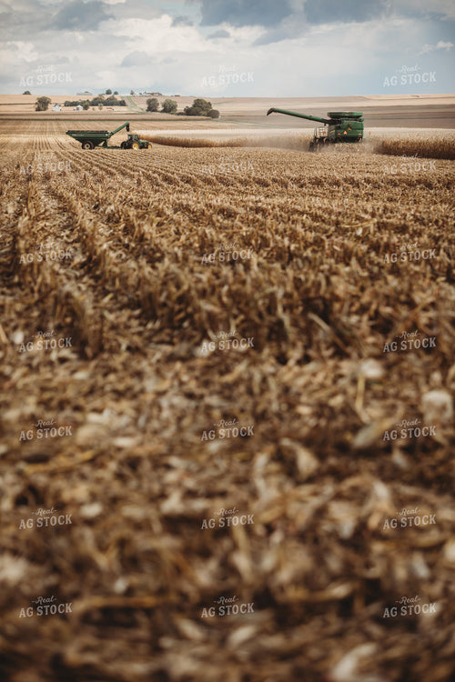 Combine and Auger Wagon Grain Cart Picking Corn 3316