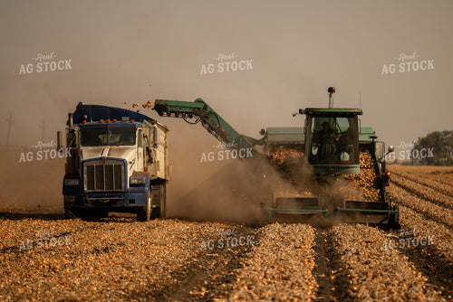 Onion Harvest 185176