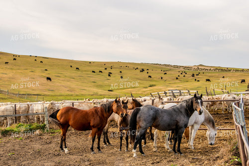 Horses and Cattle on Pasture 299004
