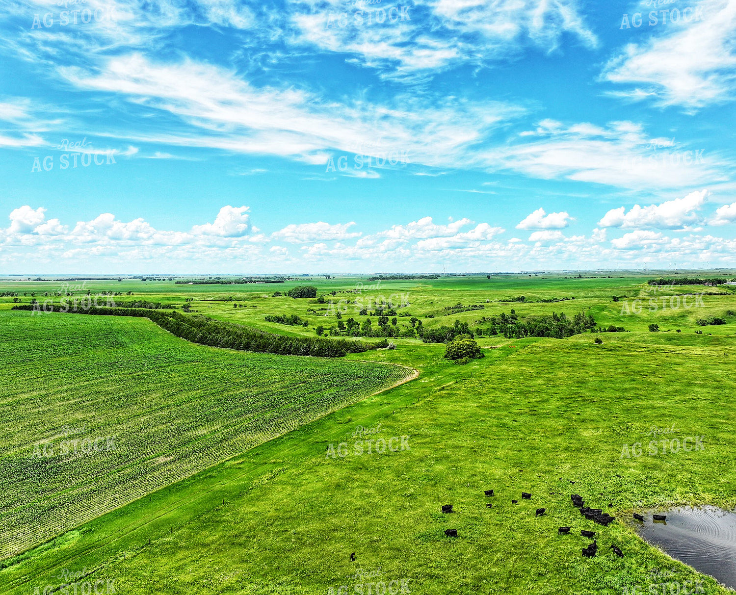Aerial of Summer Pasture 141314