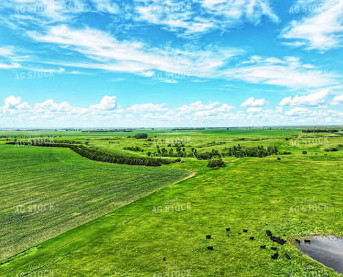 Aerial of Summer Pasture 141314