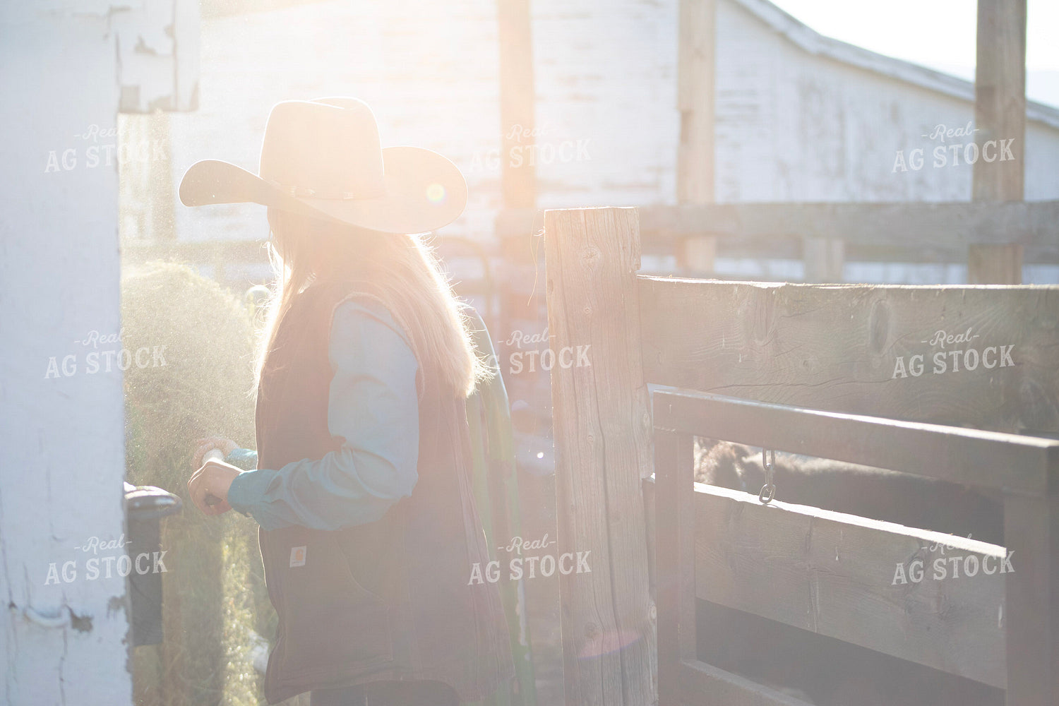 Female Rancher Feeding Cattle 117090
