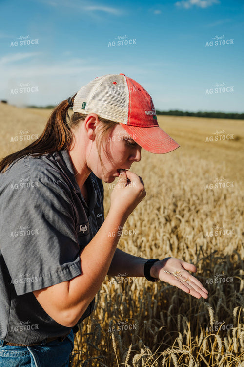 Female Farmer Sampling Wheat 115233