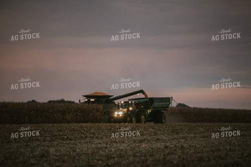 Corn Harvest 6703