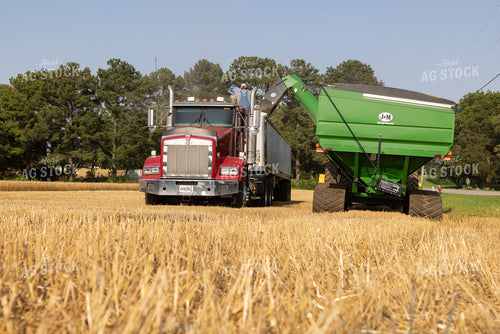 Wheat Harvest 79805