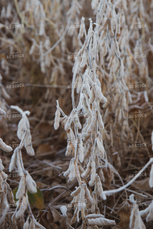 Dried Soybeans 67260