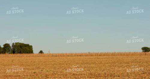 Combine Harvesting Soybeans 5375