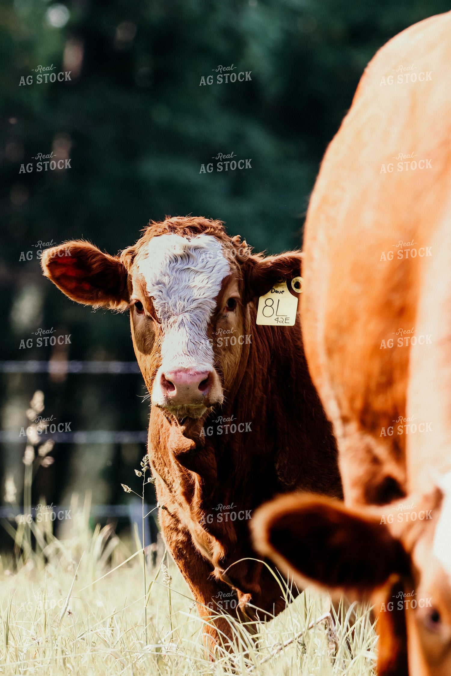 Simmental Cattle 139008