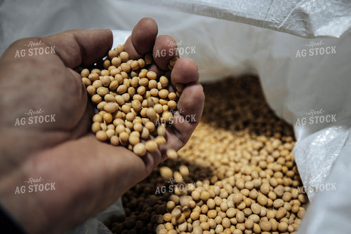 Farmer Checking Harvested Soybeans 250049