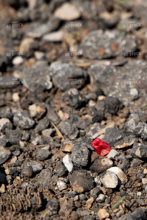 Sweet Corn Seed 157295