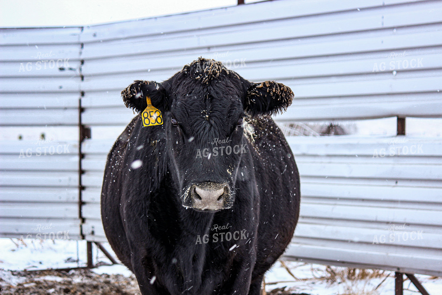 Angus Cattle 155009
