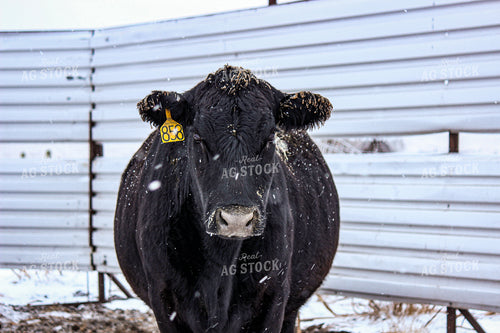Angus Cattle 155009