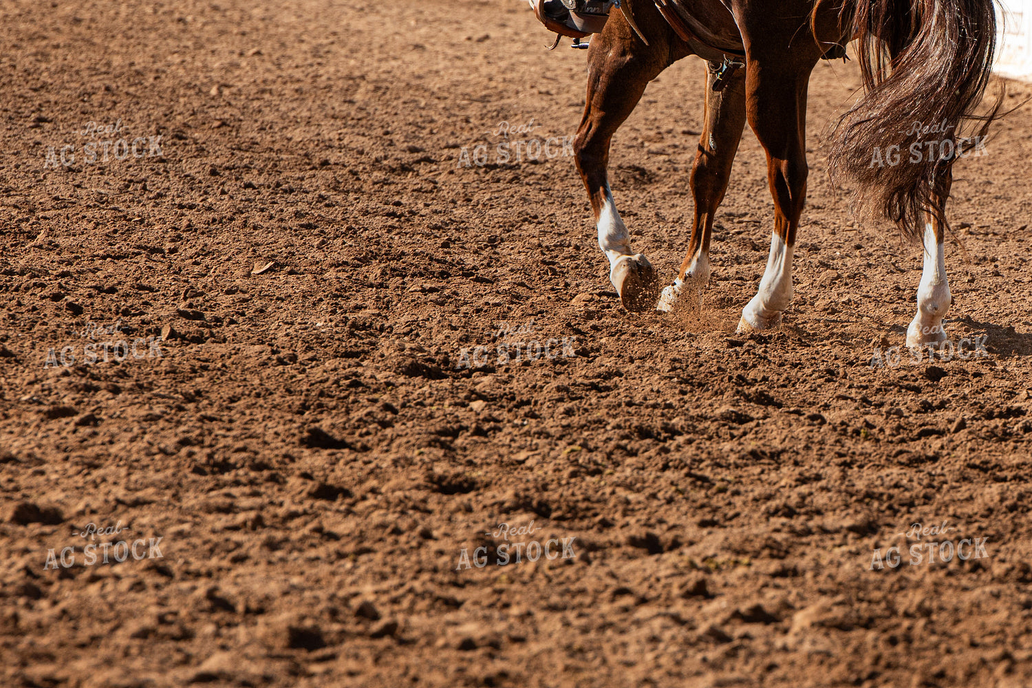 Horse Galloping 189050