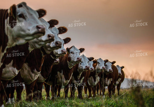 Hereford Cattle in Line 81094