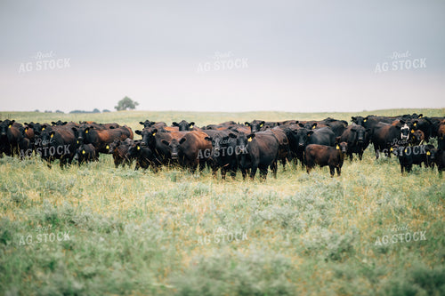 Cow and Calf Herd in Pasture 53030