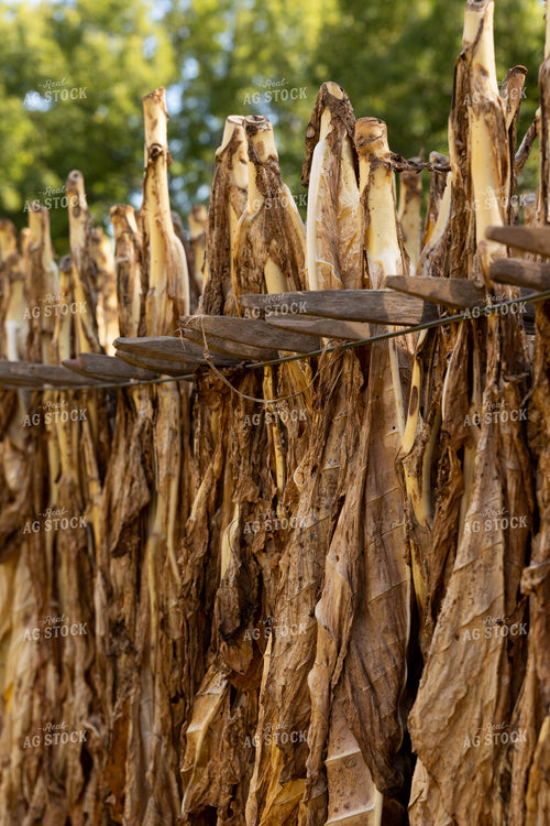 Curing Tobacco 52555