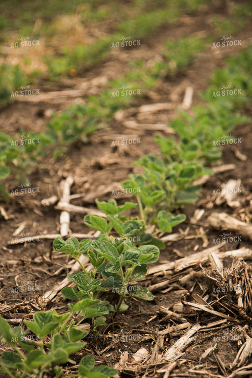 Soybean Field 67348