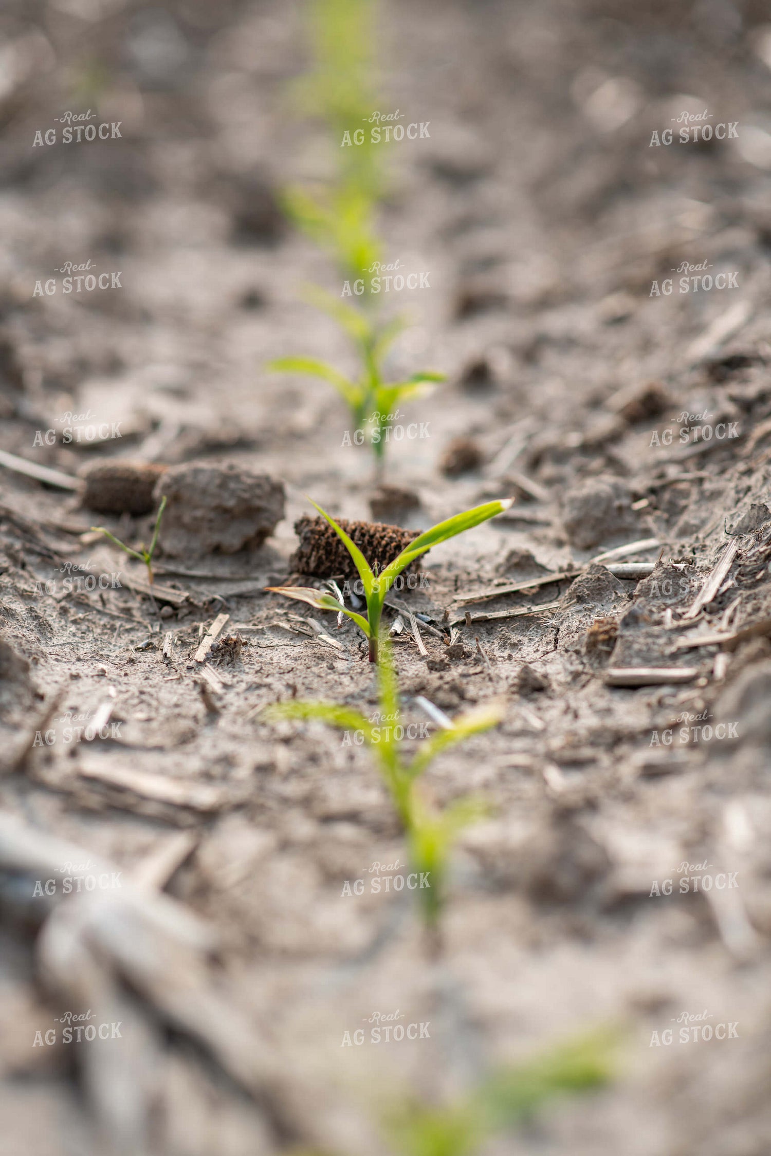 Emerging Corn 76676