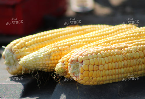 Husked Corn Ears 141044