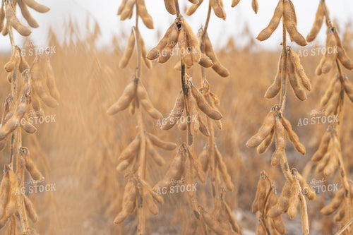 Dried Soybeans 185078