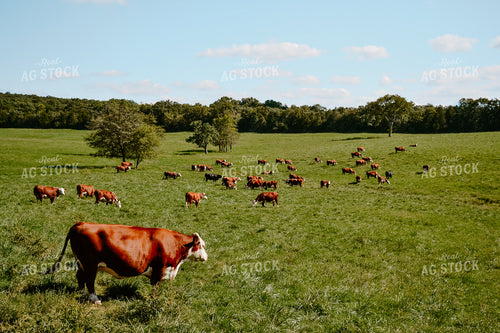 Hereford Cattle in Pasture 125054