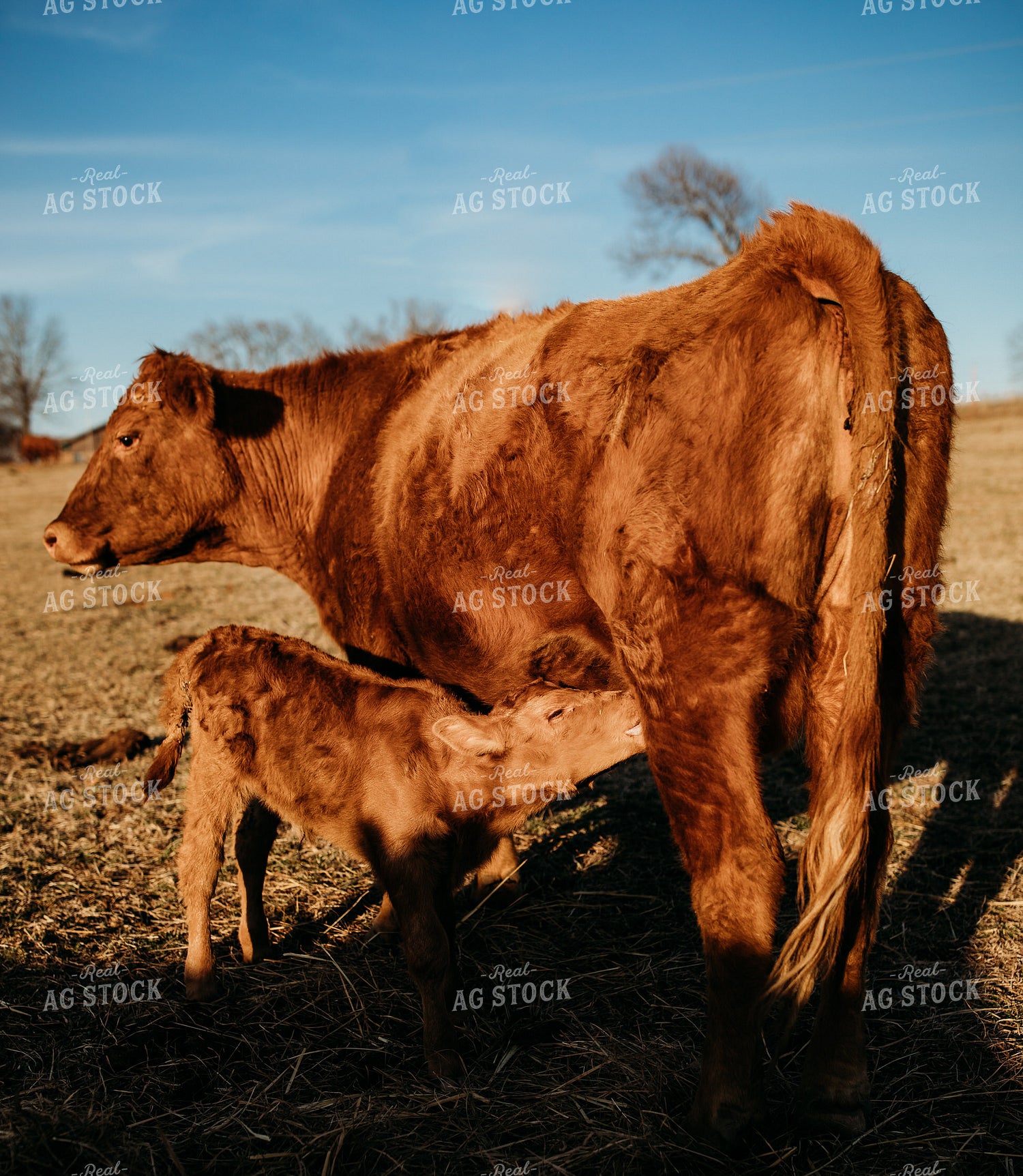 Cow Calf Pair on Pasture 203036
