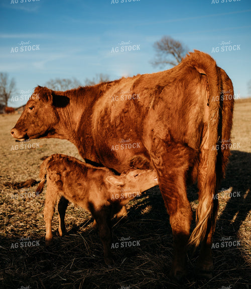 Cow Calf Pair on Pasture 203036