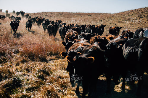 Cattle Trail in Pasture 53073