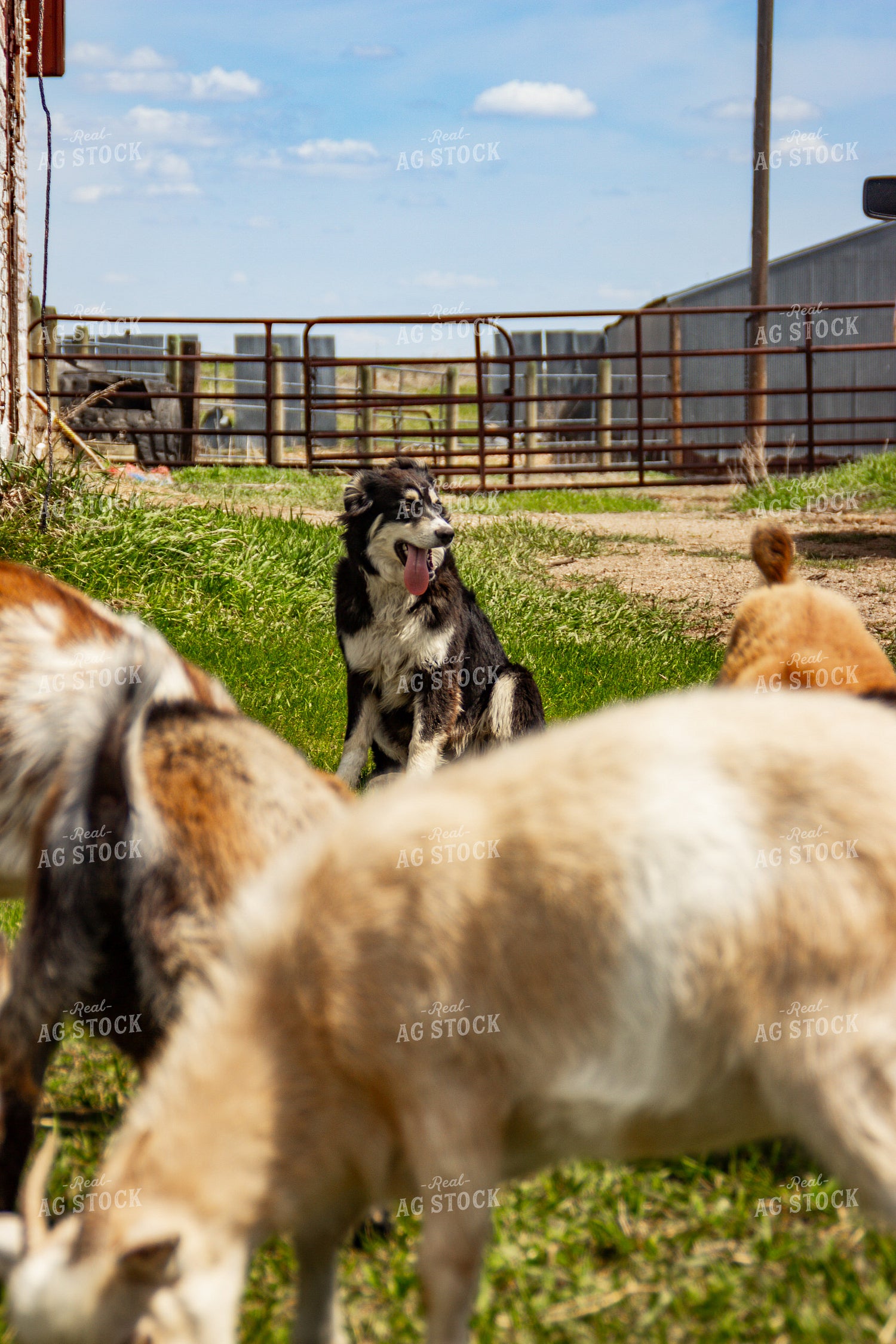 Nigerian Dwarf Goat 155185