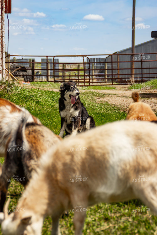 Nigerian Dwarf Goat 155185