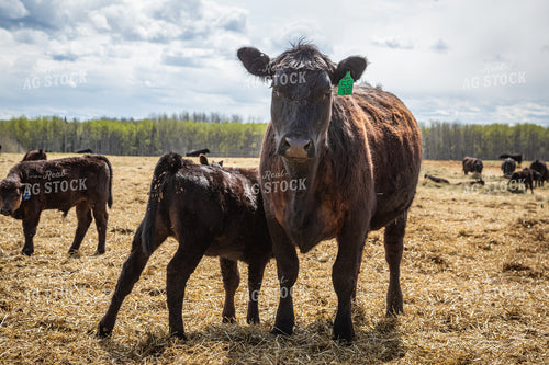 Calf Sucks from Mother Cow in Pasture 138015