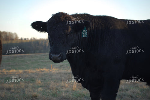 Black Angus Cattle 251109