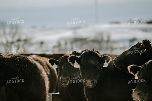 Angus Cows 77040
