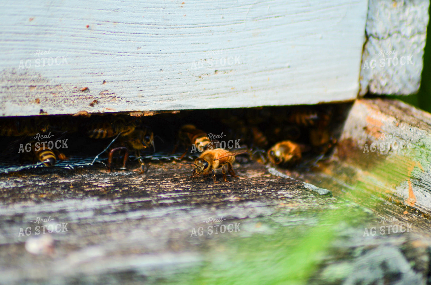 Bees 166010
