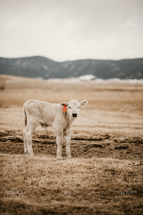 Charolais Calf in Pasture 54002
