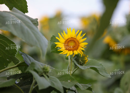 Sunflowers 160172